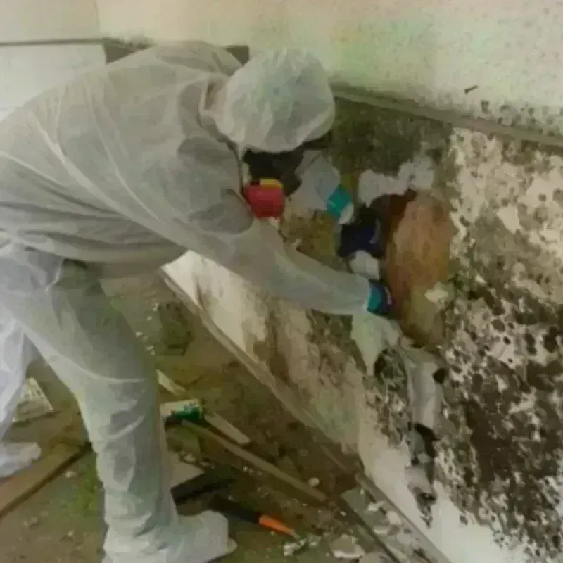 Mold Remediation and Removal in Tazewell, VA